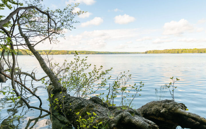 Blick_auf_Werbellinsee